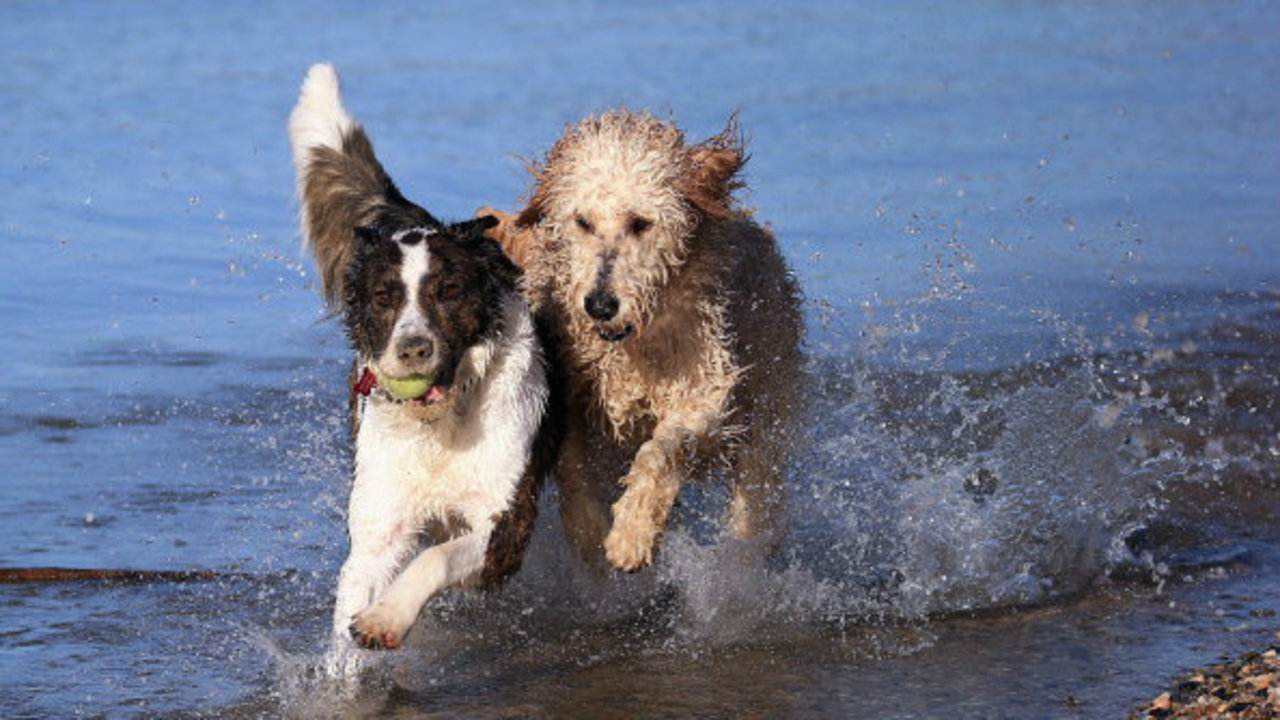 The top 10 most popular dog breeds in Michigan, Detroit